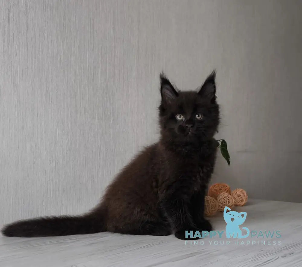 Graf Maine Coon male black live animals