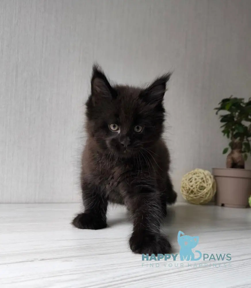 Graf Maine Coon male black live animals