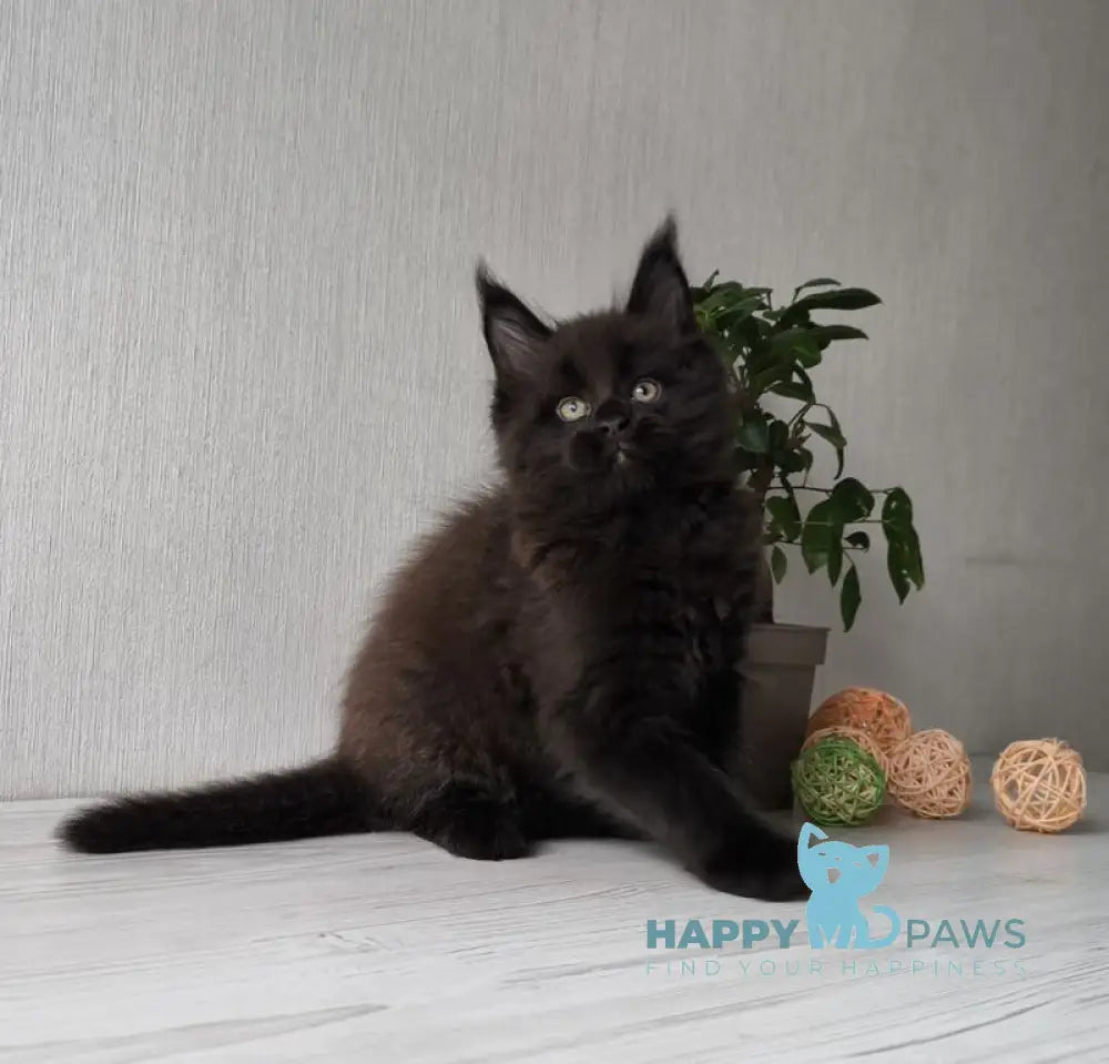 Graf Maine Coon male black live animals