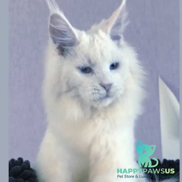 Graf Maine Coon male white - live animals
