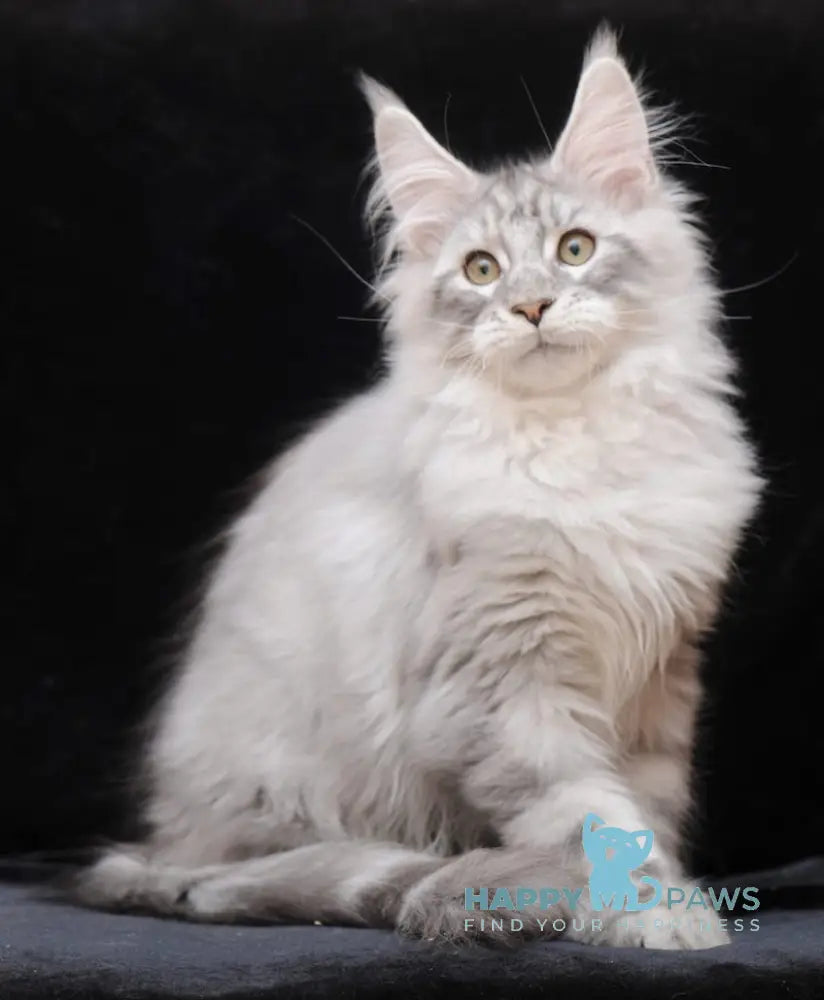 Graffiti Maine Coon Male Black Silver Tabby Live Animals