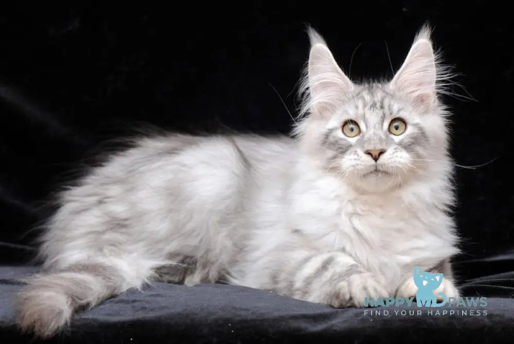 Graffiti Maine Coon Male Black Silver Tabby Live Animals