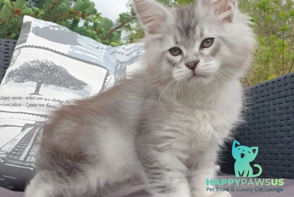 Graham Maine Coon male black silver ticked tabby - live animals