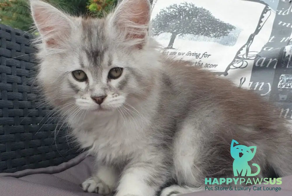 Graham Maine Coon male black silver ticked tabby - live animals