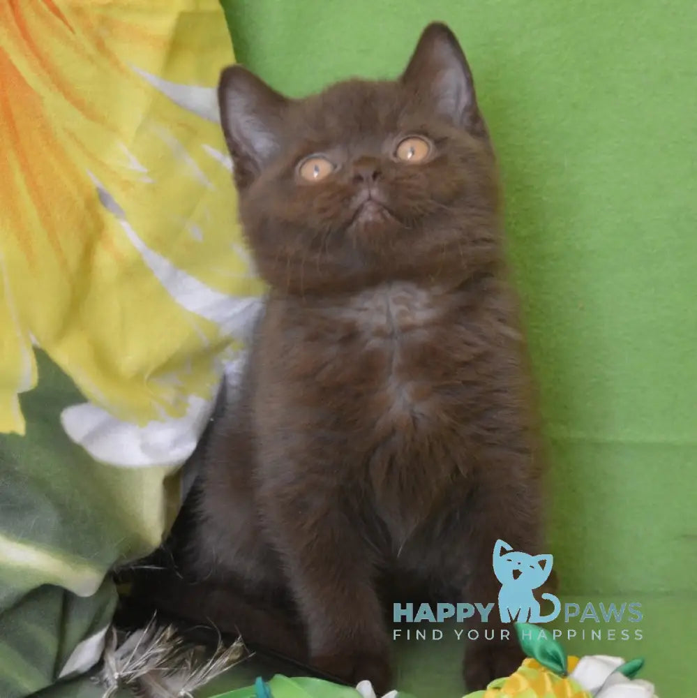 Graicie British Shorthair female chocolate live animals