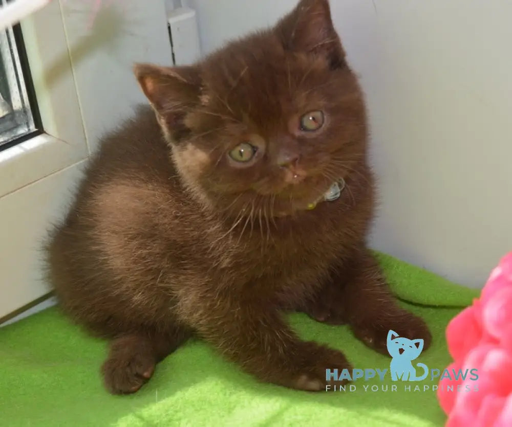 Graicie British Shorthair female chocolate live animals