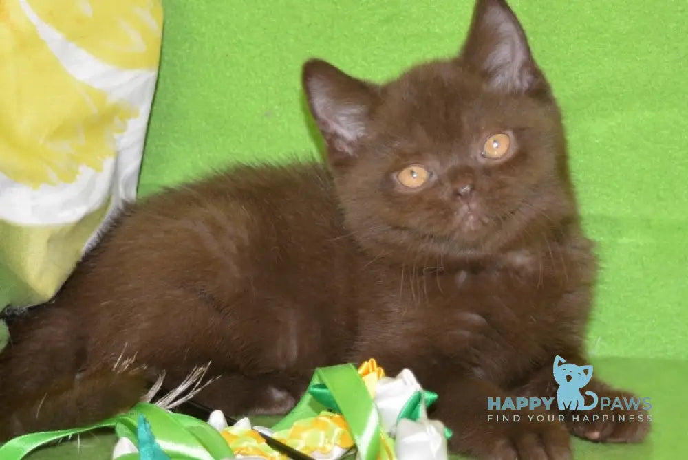 Graicie British Shorthair female chocolate live animals
