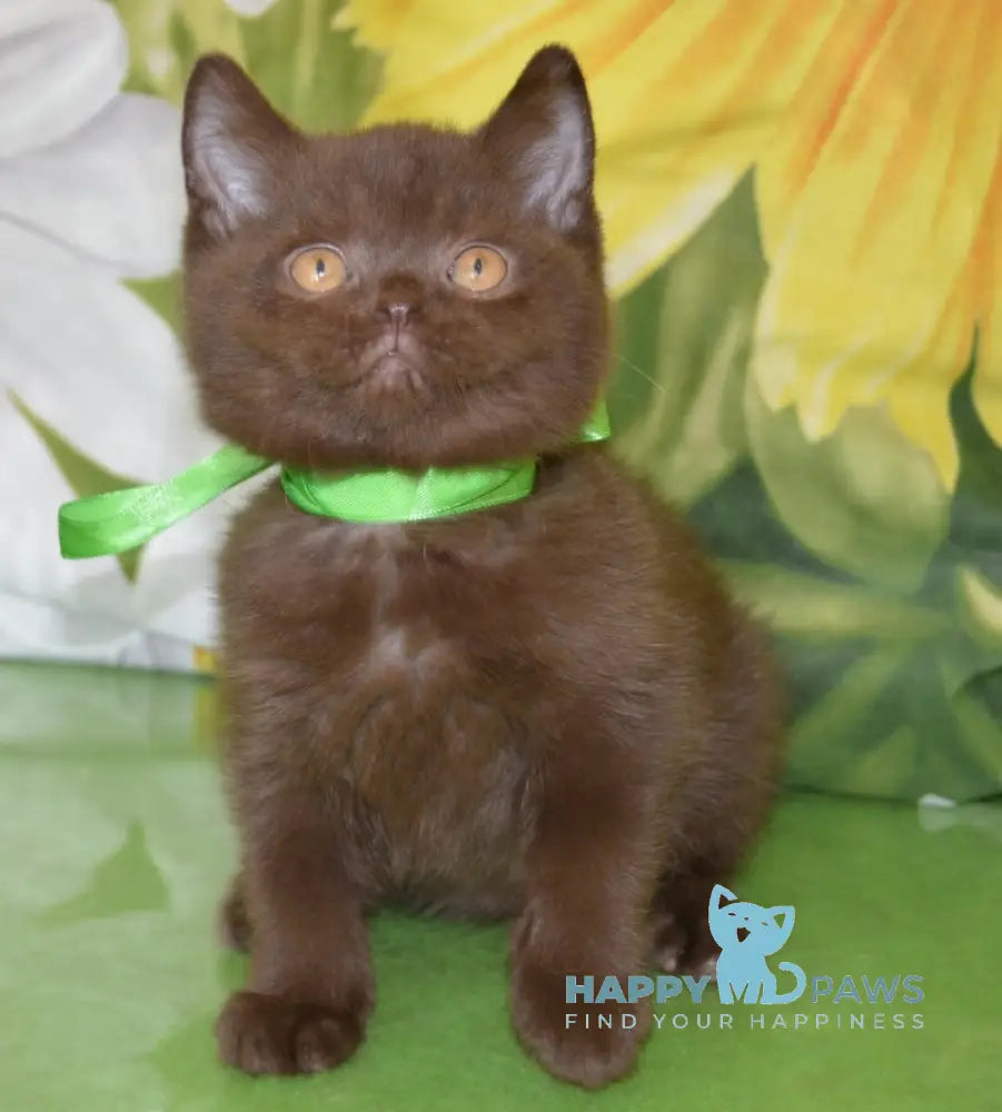 Graicie British Shorthair female chocolate live animals