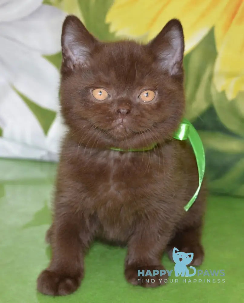 Graicie British Shorthair female chocolate live animals