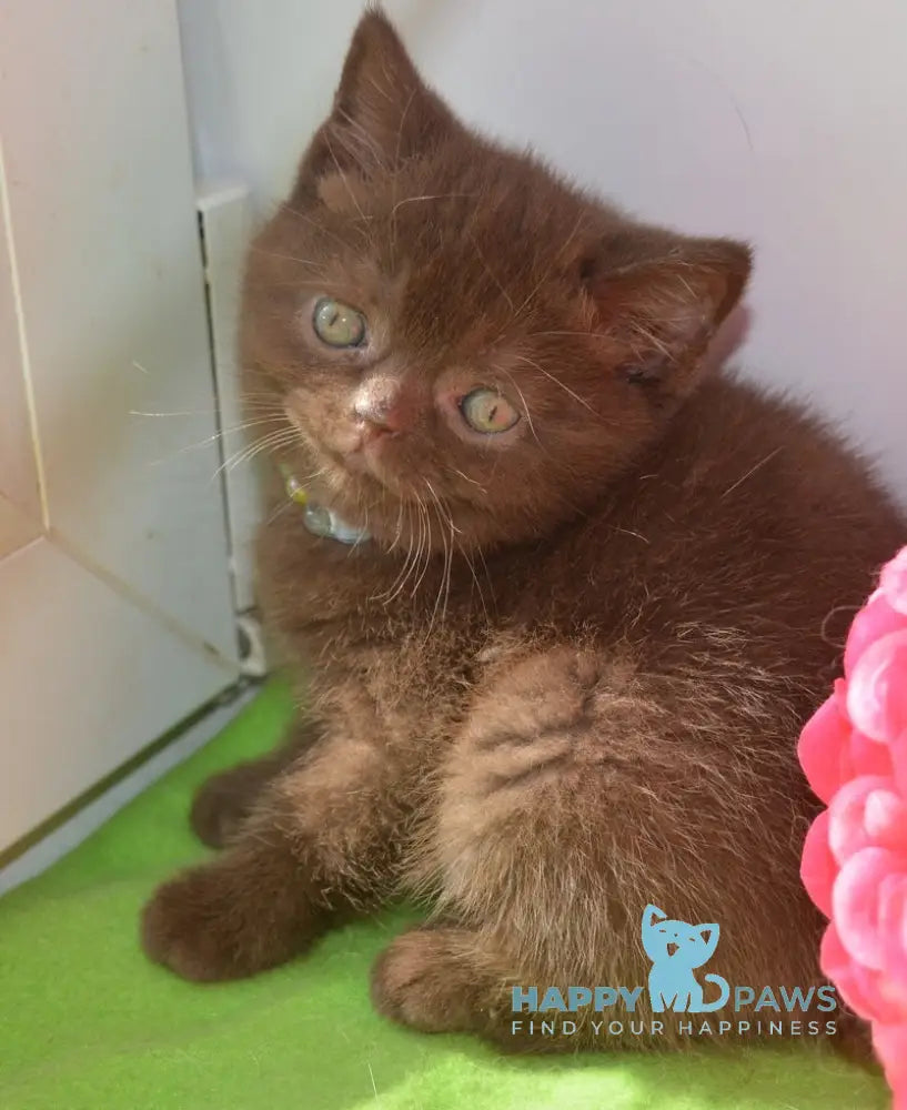 Graicie British Shorthair female chocolate live animals