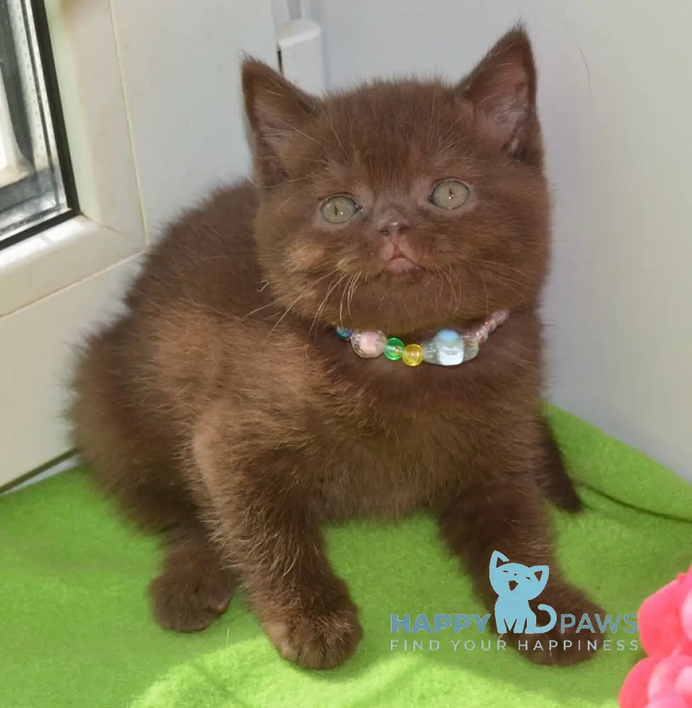 Graicie British Shorthair female chocolate live animals