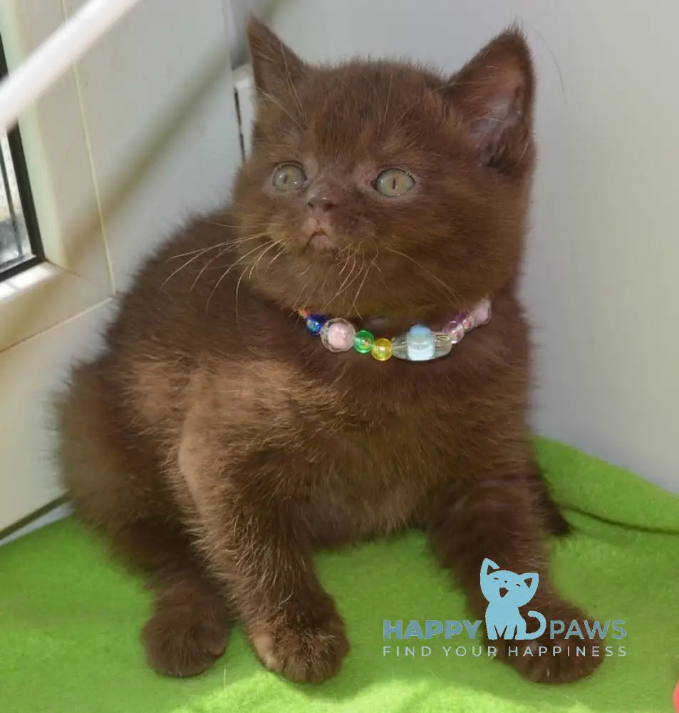 Graicie British Shorthair female chocolate live animals