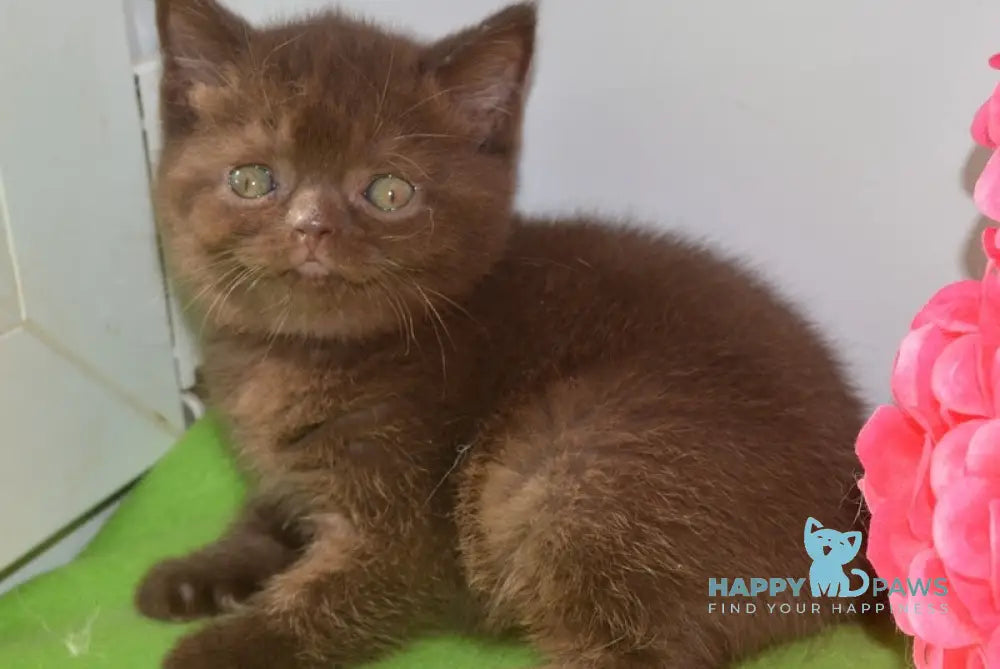 Graicie British Shorthair female chocolate live animals