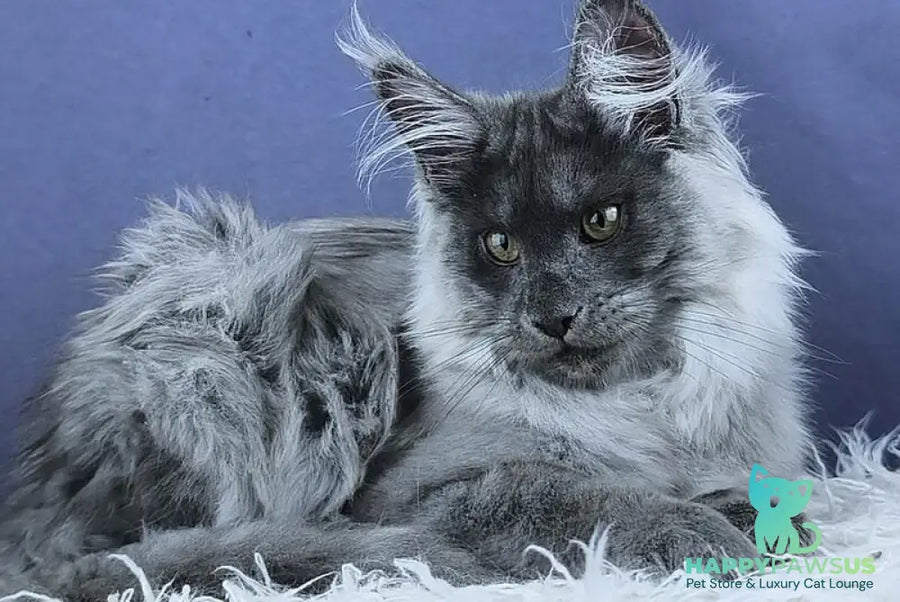 Granadin Maine Coon male blue silver - live animals