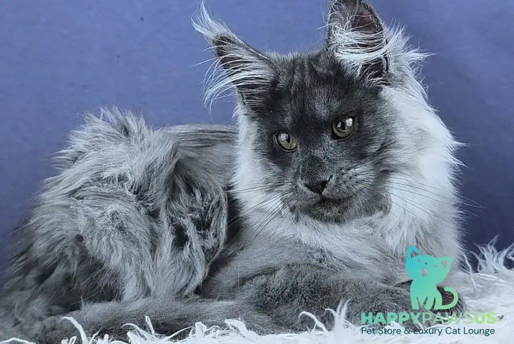 Granadin Maine Coon male blue silver - live animals