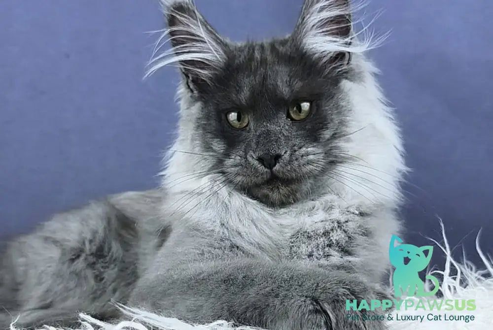 Granadin Maine Coon male blue silver - live animals