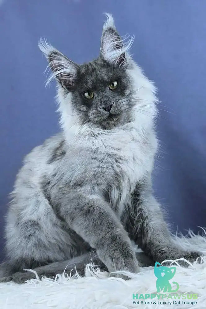 Granadin Maine Coon male blue silver - live animals
