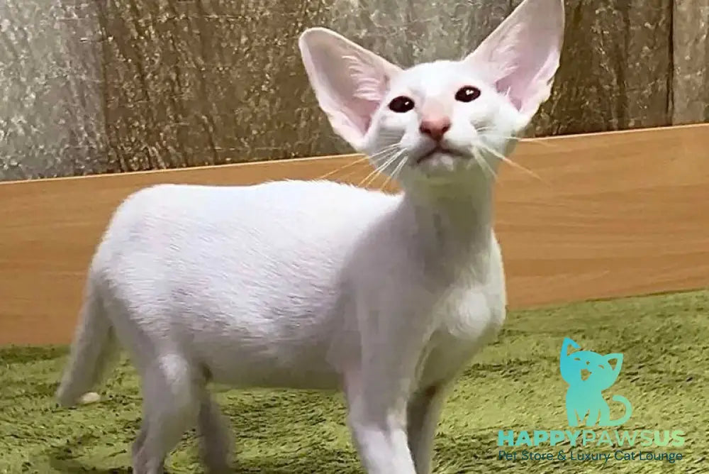 Grand Siamese male lilac - live animals