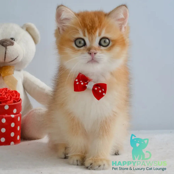 Grant British Shorthair male black golden shaded - live animals