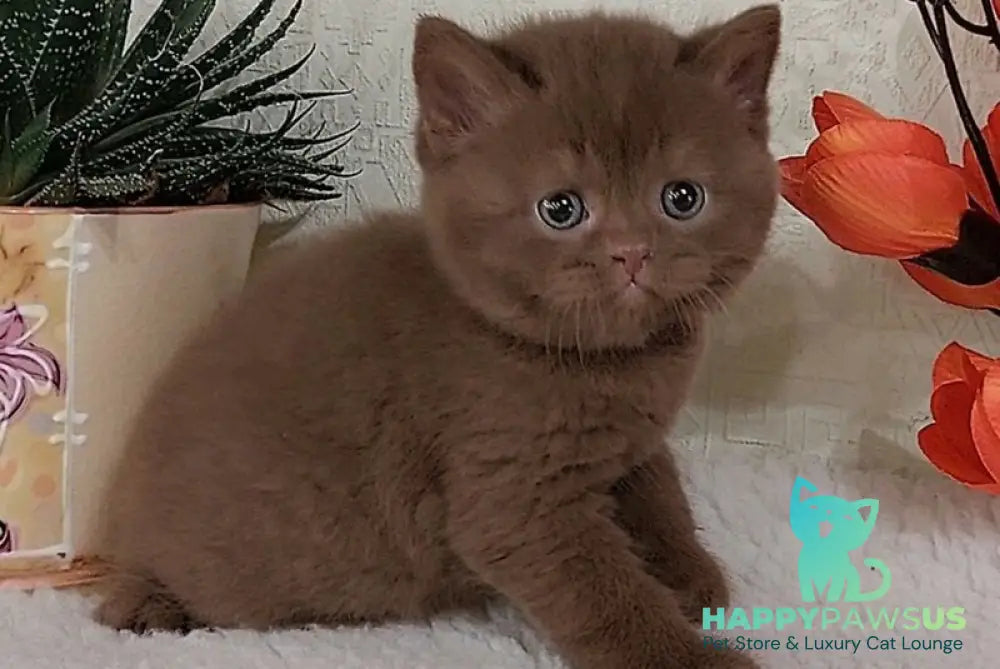 Grant British Shorthair male cinnamon - live animals