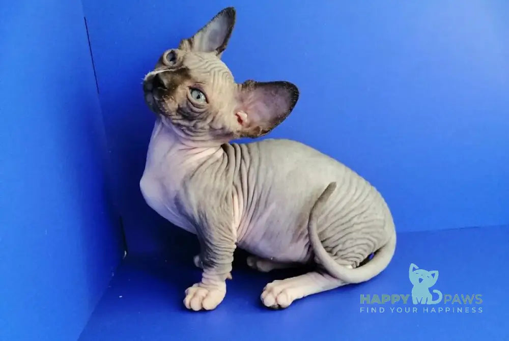 Gray Bambino male black bicolour live animals