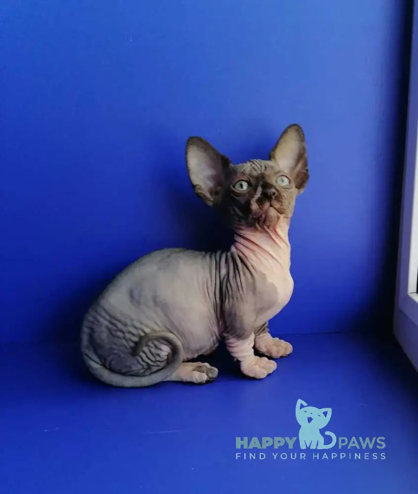 Gray Bambino male black bicolour live animals