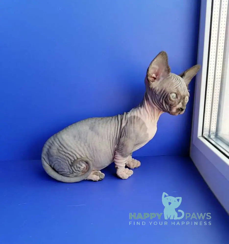 Gray Bambino male black bicolour live animals