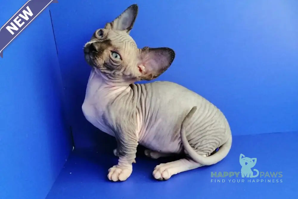 Gray Bambino male black bicolour live animals