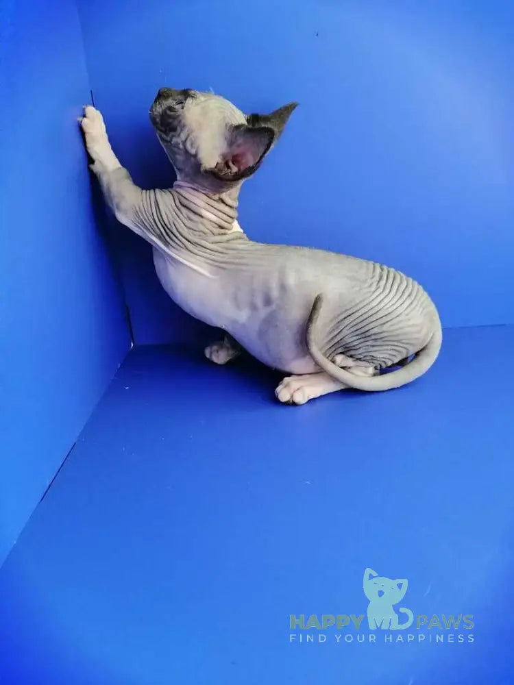 Gray Bambino male black bicolour live animals