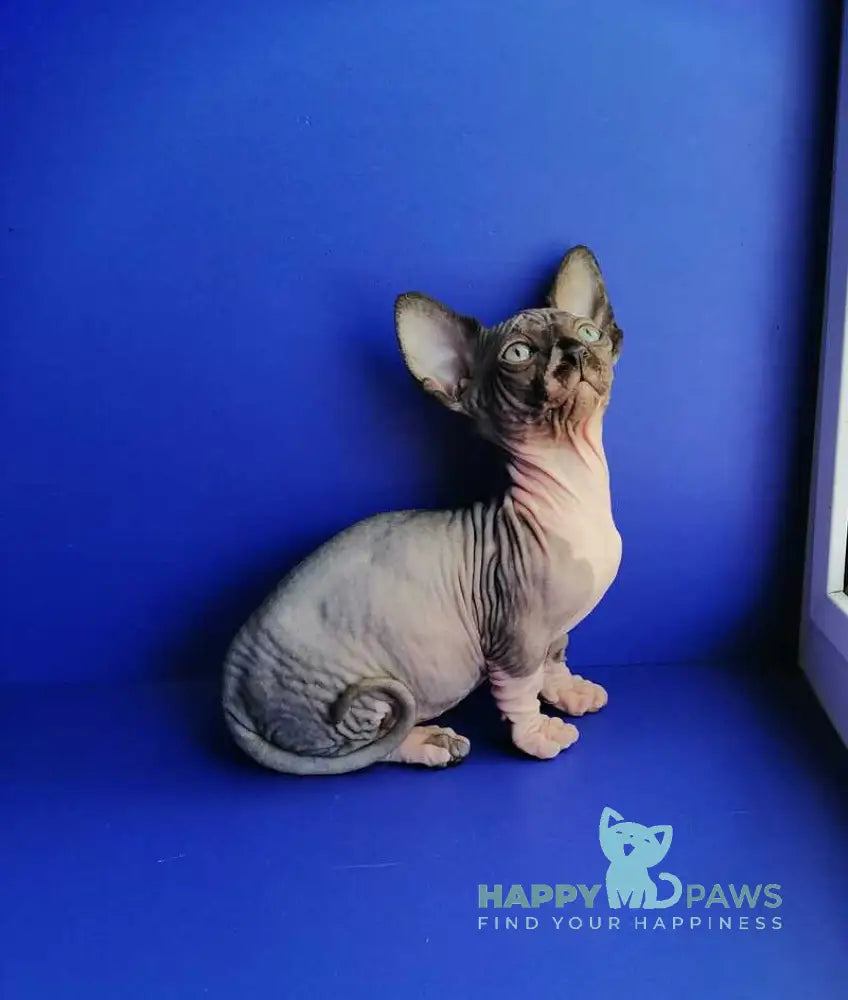 Gray Bambino male black bicolour live animals