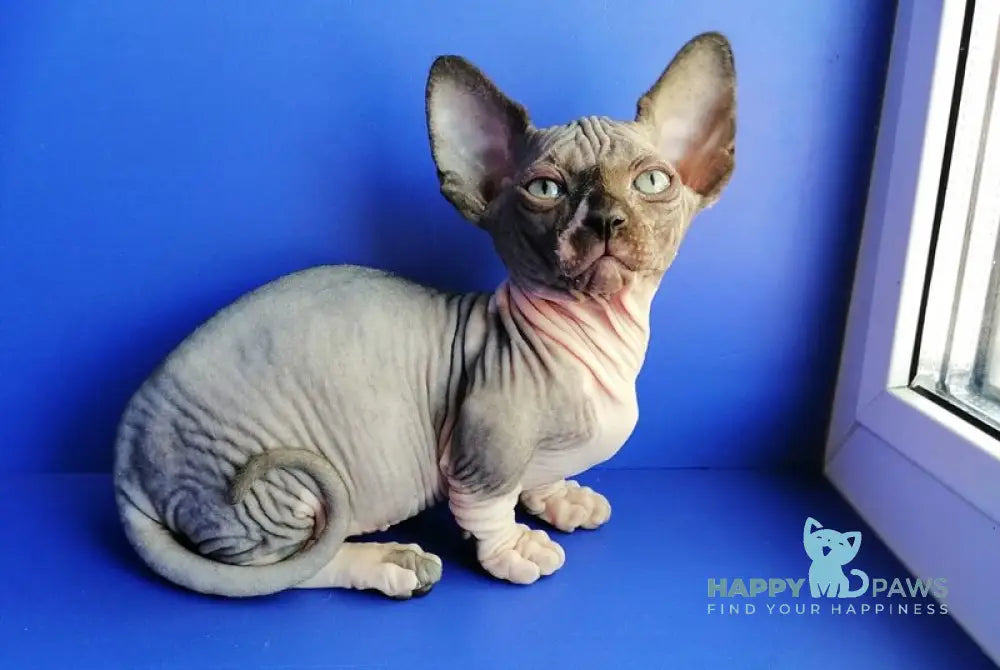 Gray Bambino male black bicolour live animals