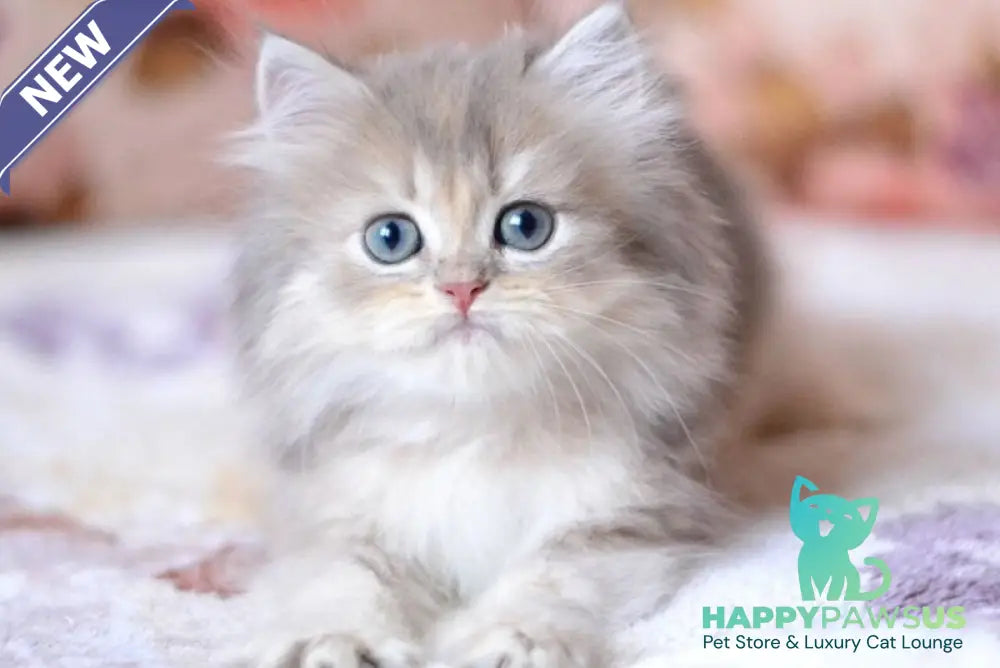 Gray British Longhair male blue golden shaded - live animals