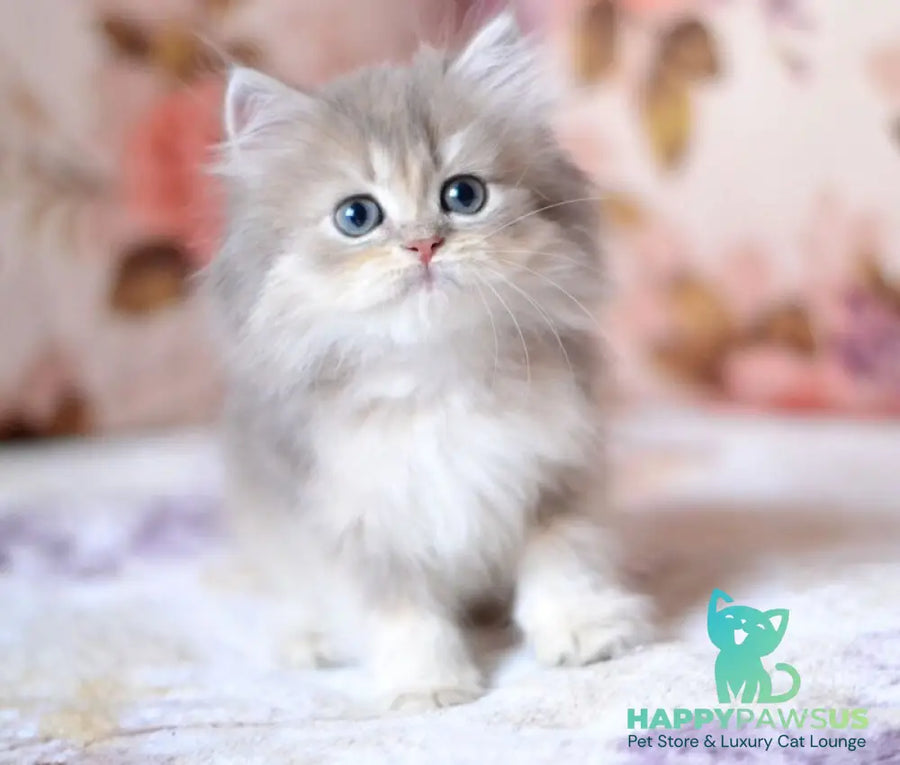Gray British Longhair male blue golden shaded - live animals