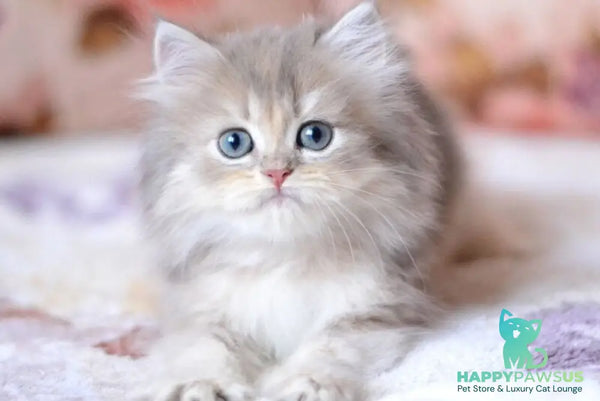 Gray British Longhair male blue golden shaded - live animals