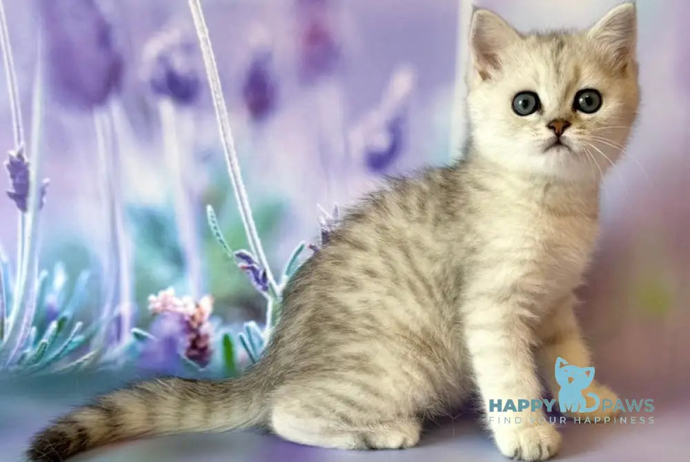 Gray British Shorthair male black silver spotted tabby live animals