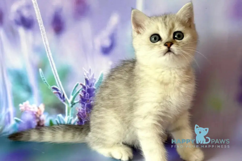 Gray British Shorthair male black silver spotted tabby live animals
