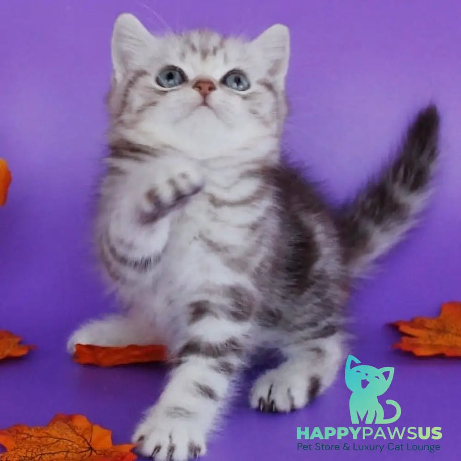Gray British Shorthair male chocolate silver tabby - live animals