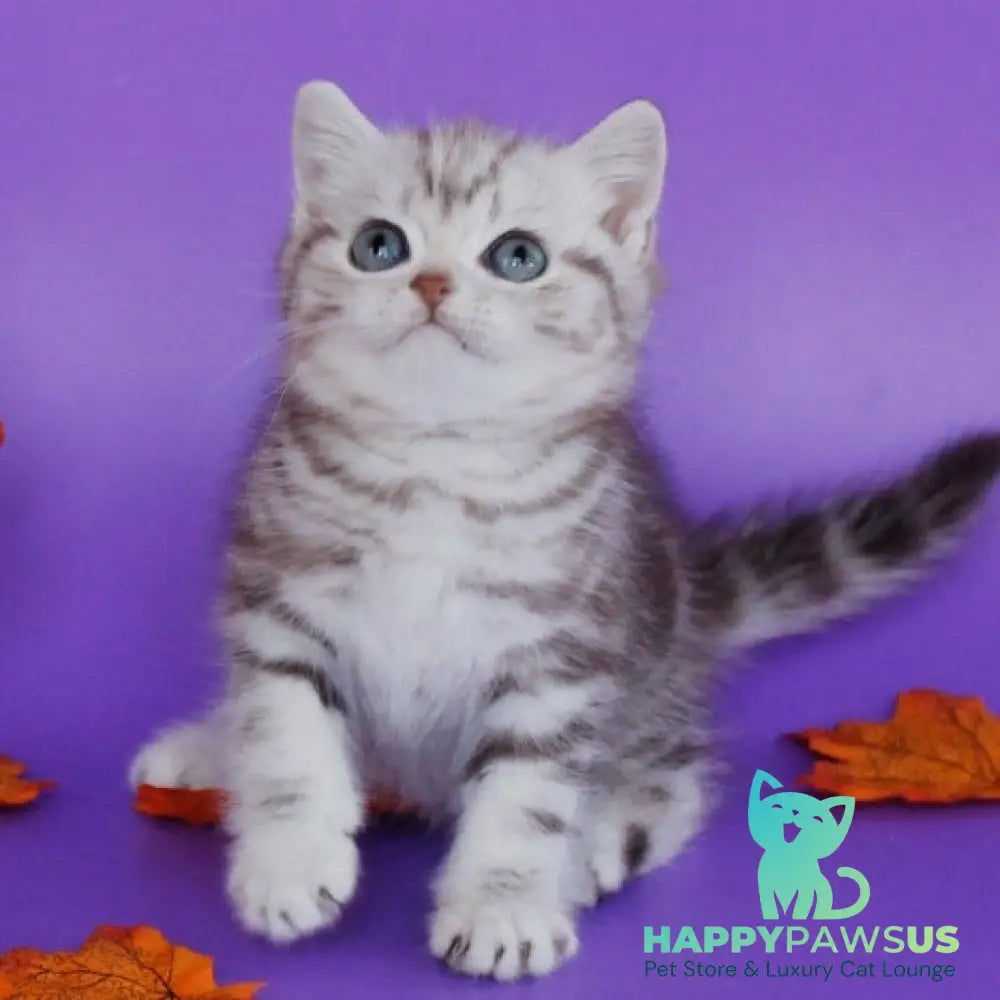 Gray British Shorthair male chocolate silver tabby - live animals