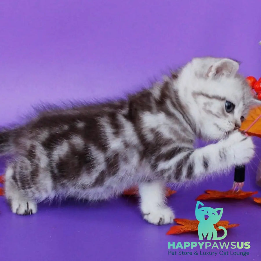 Gray British Shorthair male chocolate silver tabby - live animals
