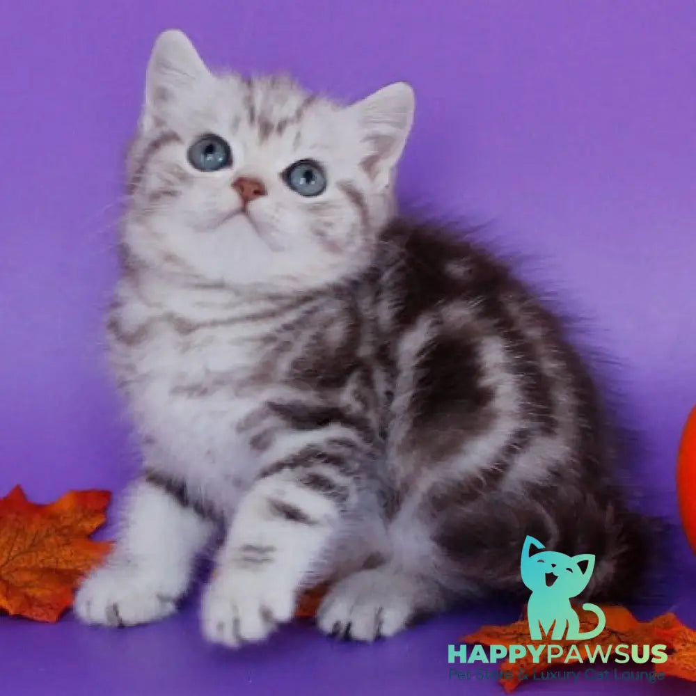 Gray British Shorthair male chocolate silver tabby - live animals