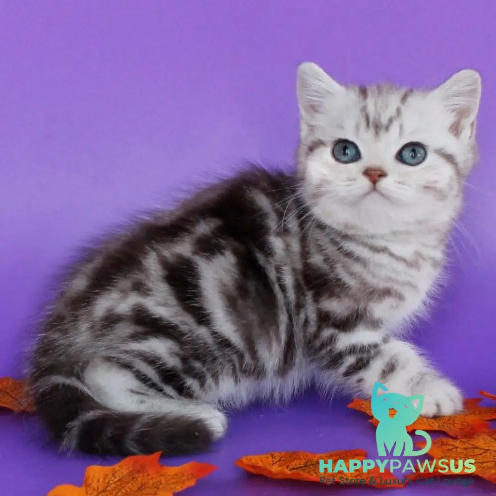 Gray British Shorthair male chocolate silver tabby - live animals