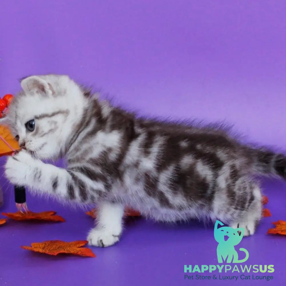 Gray British Shorthair male chocolate silver tabby - live animals