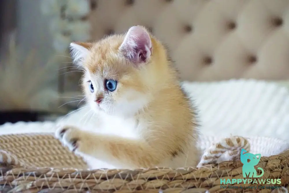 Grayson British Shorthair male black golden shaded with white - live animals