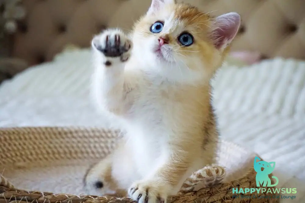 Grayson British Shorthair male black golden shaded with white - live animals