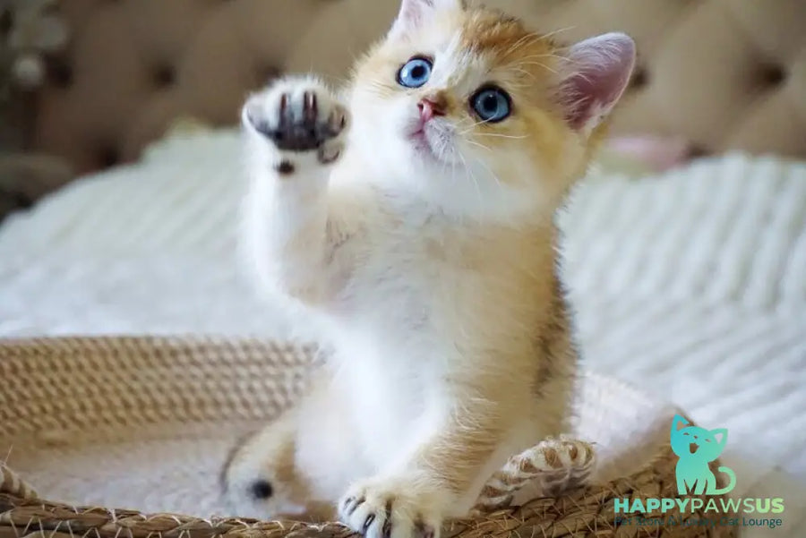 Grayson British Shorthair male black golden shaded with white - live animals