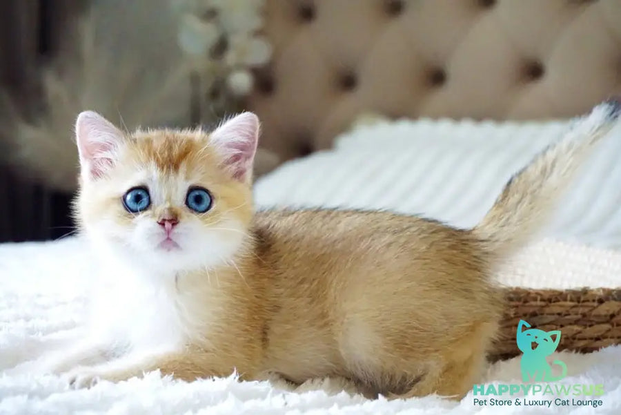 Grayson British Shorthair male black golden shaded with white - live animals