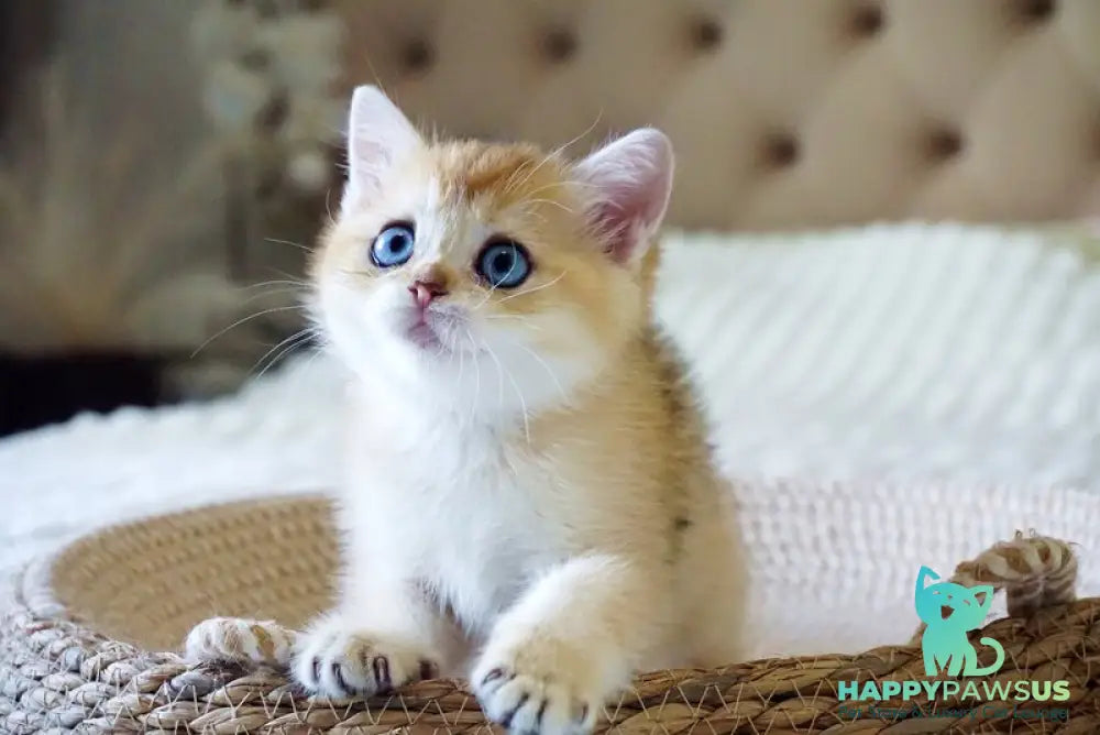 Grayson British Shorthair male black golden shaded with white - live animals
