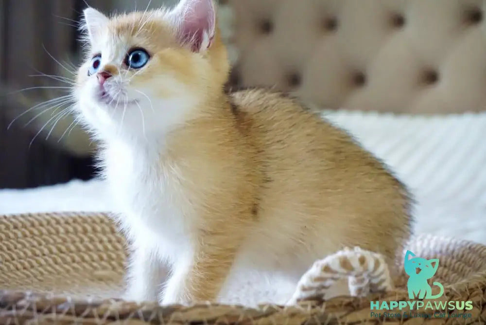Grayson British Shorthair male black golden shaded with white - live animals