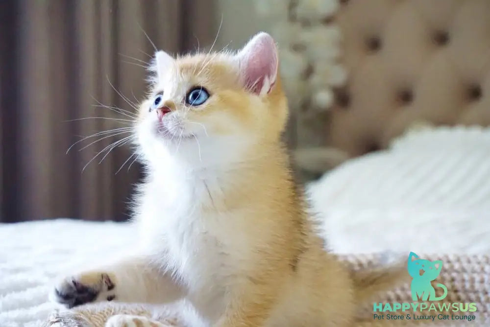 Grayson British Shorthair male black golden shaded with white - live animals