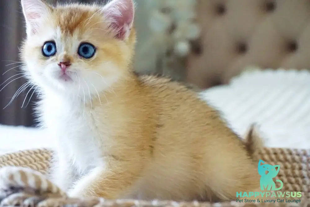 Grayson British Shorthair male black golden shaded with white - live animals